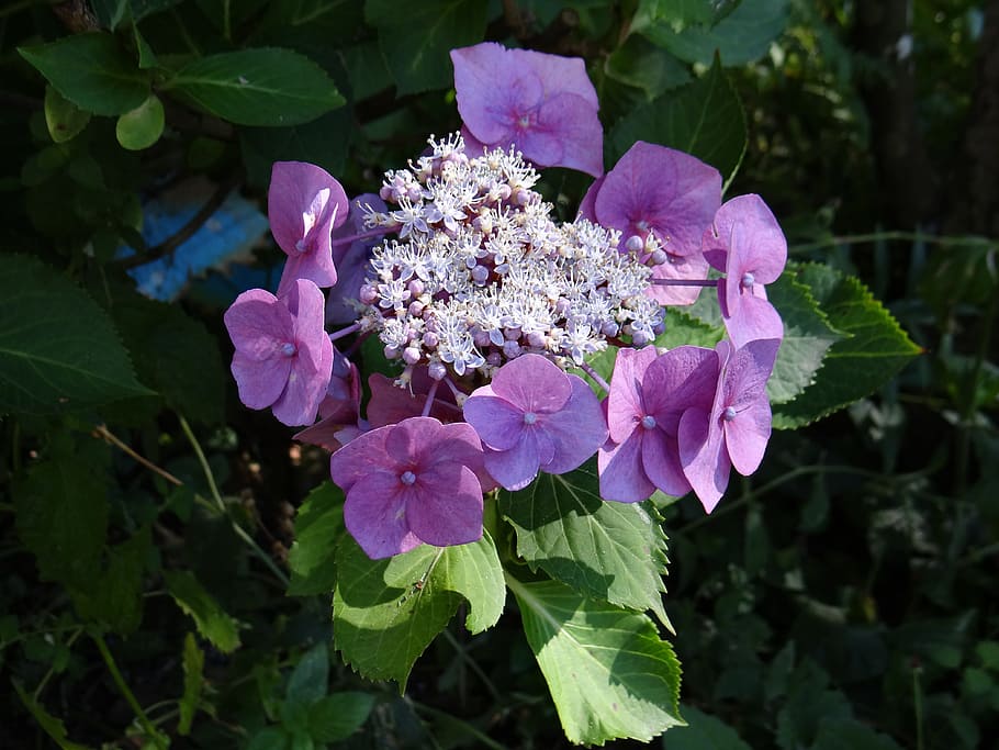 Plate, Hydrangea, Blossom, plate hydrangea, bloom, summer, plant HD wallpaper