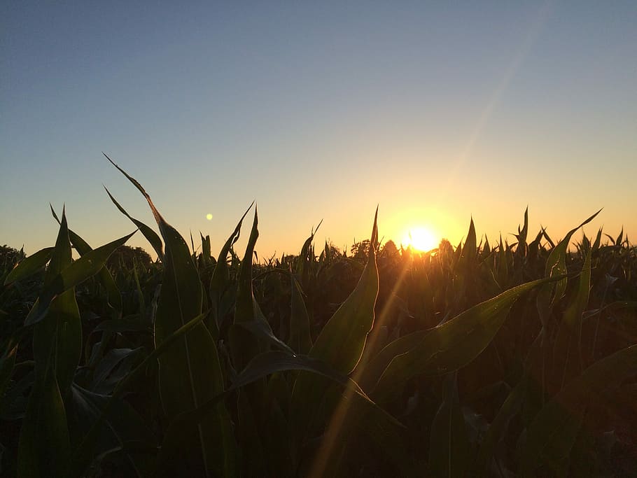 Sun, Sunset, Field, Dark, Mystery, West, east, nature, summer HD wallpaper