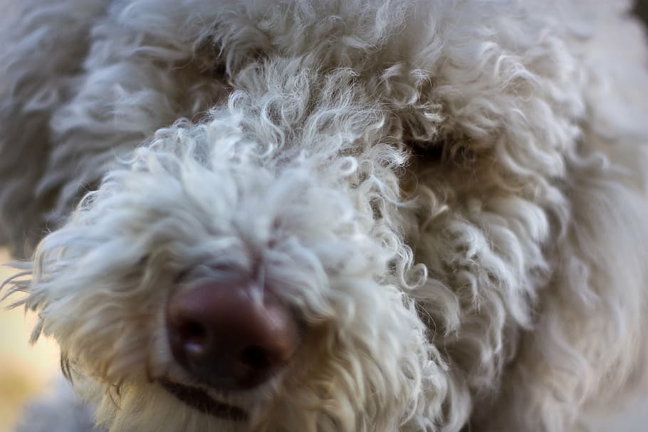 dog, labrador, labradoodle, pet, canine, white, adorable, portrait HD wallpaper