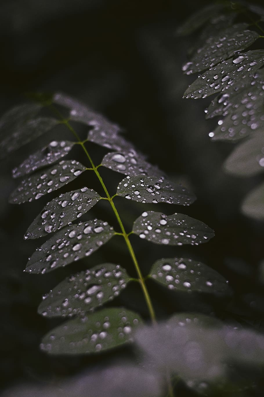 selective focus photography of dew on leaves, selective focus photography of green leaves with water dews HD wallpaper