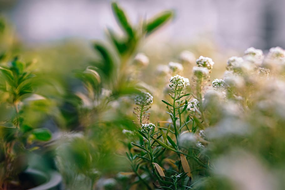 nature, sun, garden, petals, bloom, blooming, blossom, blur, botanical HD wallpaper