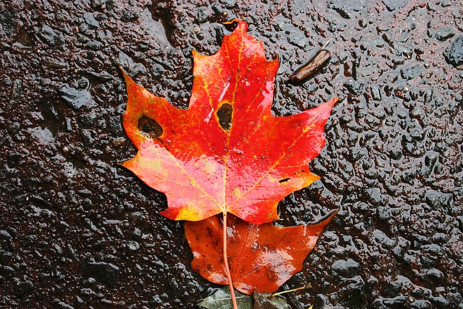 leaf, maple, autumn, orange, color, bright, colorful, plant part HD wallpaper