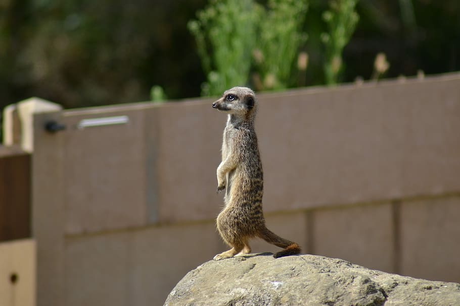 Meerkat, Suricate, Simples, African, mammal, mongoose family HD wallpaper