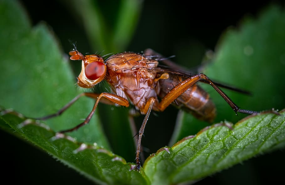 macro, insect, fly, diptera, animal wildlife, invertebrate HD wallpaper