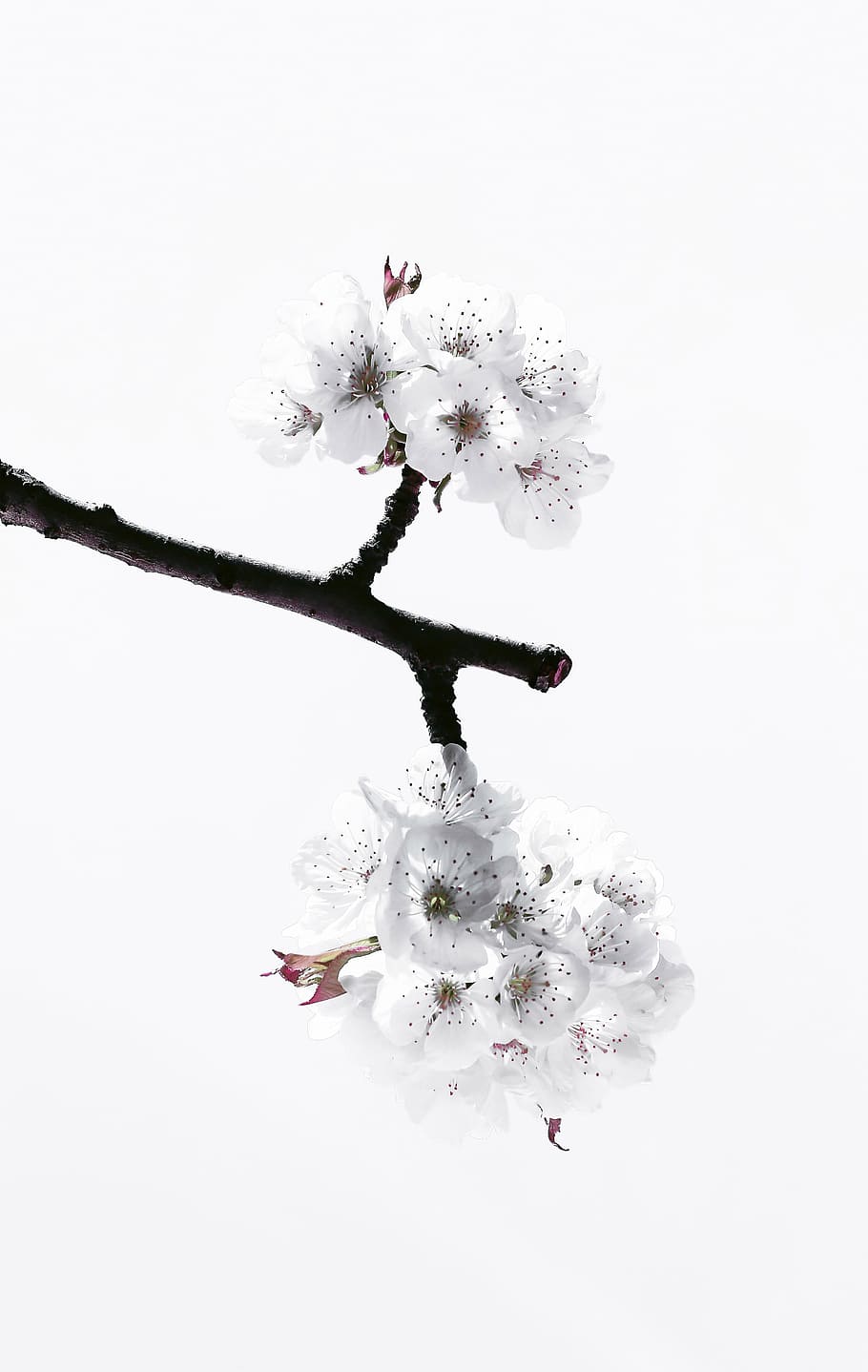 white petal flowers photo, cherry, blossom, spring, nature HD wallpaper