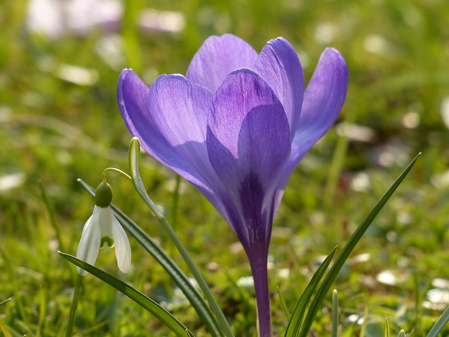 crocus, purple, violet, blue, bloom, blossom, plant, nature HD wallpaper