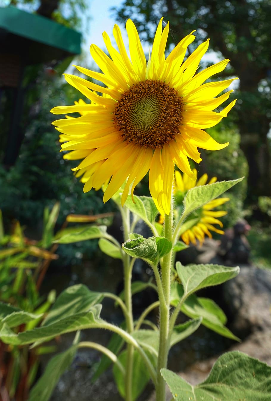 sunflower, large, nature, flora, summer, yellow, leaf, bright HD wallpaper