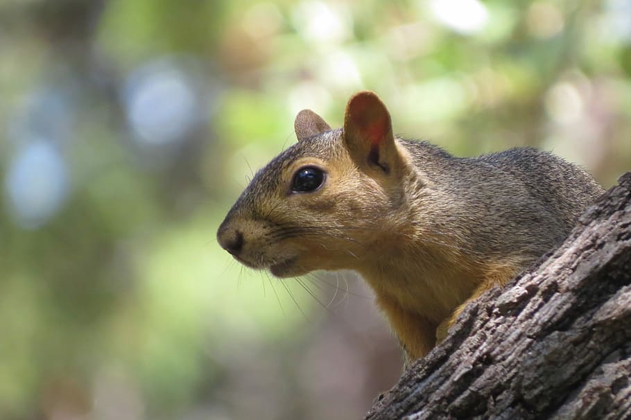 Squirrel, Close Up, Tree, Nature, Furry, one animal, animal themes HD wallpaper