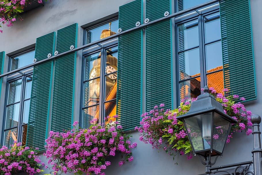 pink flowers on window, mirroring, facade, reflection, building HD wallpaper