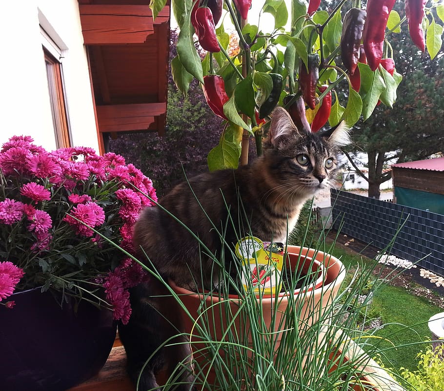 flowers, kitten, summer, plant, domestic animals, cat, one animal HD wallpaper