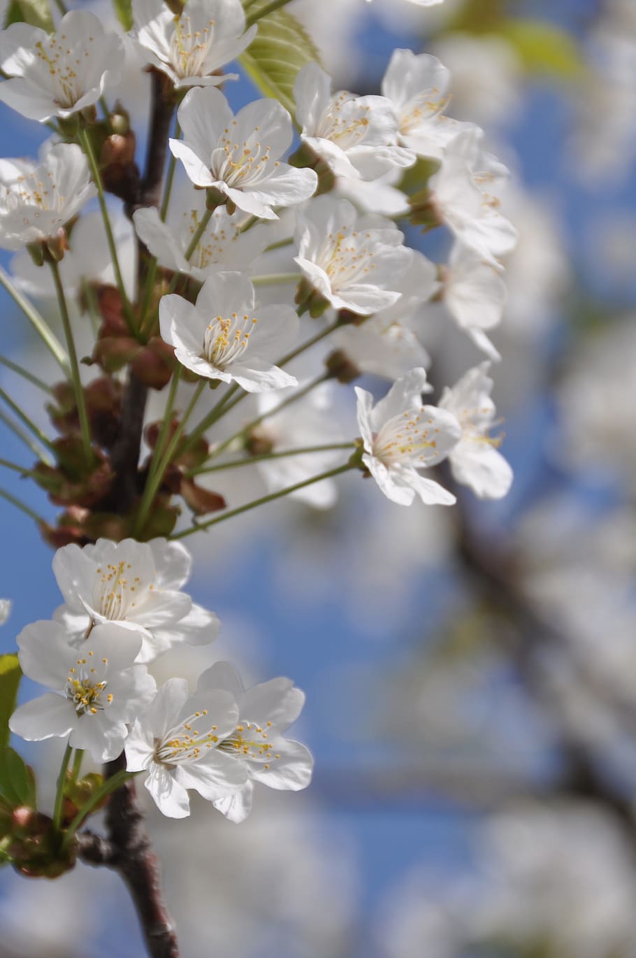 Cherry Blossom, Spring, Twig, White, flower, fragility, white color HD wallpaper