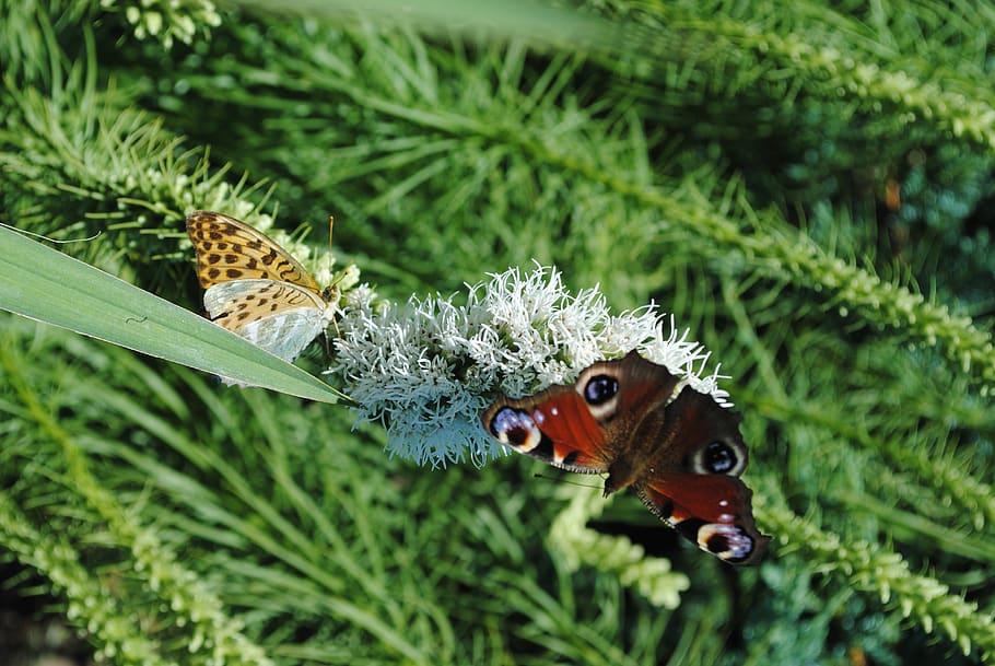 butterfly, insect, spring, green color, plant, animal themes HD wallpaper