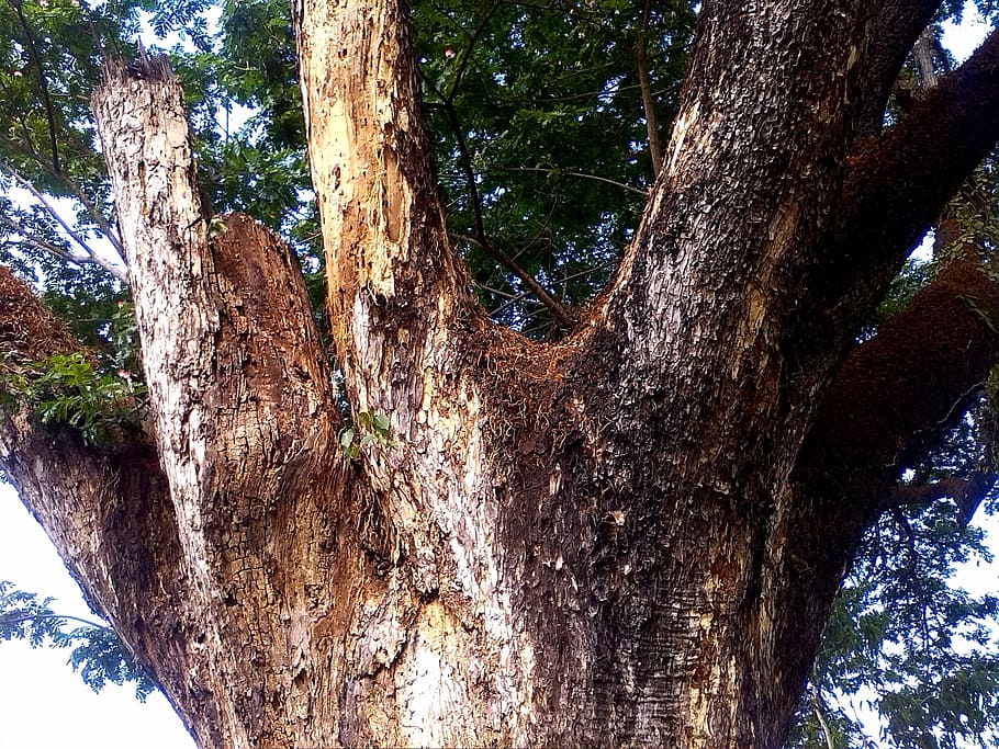 tree, trunk, branches, nature, natural, environment, foliage HD wallpaper
