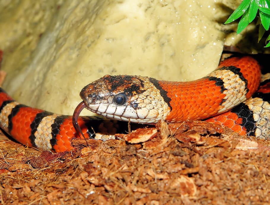 king snake, banded, red, black, colorful, attention, on the lurking
