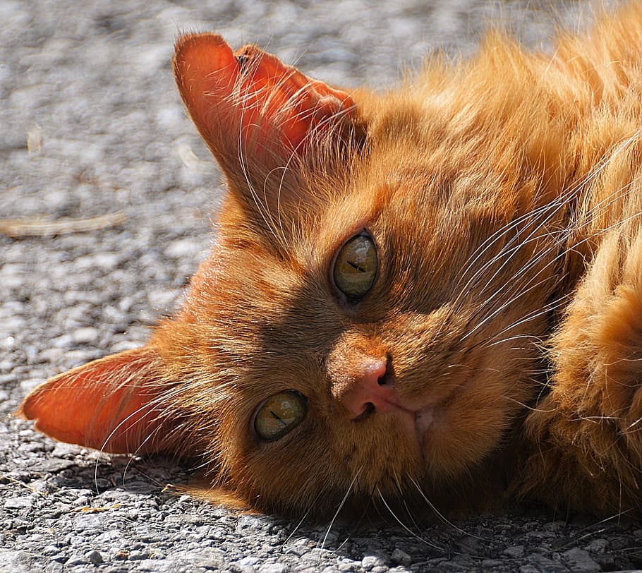 closeup photography of orange tabby cat lying on concrete surface during daytime HD wallpaper