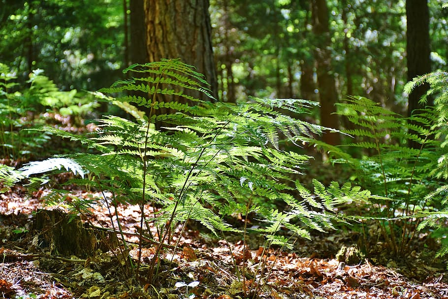 untitled, Ferns, Forest, Trees, Glade, Mood, Light, mood light HD wallpaper