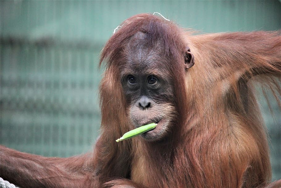 zoo, prague, £ diri, primate, mammal, one animal, animal wildlife HD wallpaper