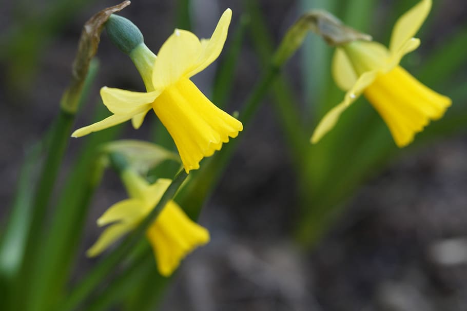 Narcissus, Daffodil, Spring, Close, three, bloom, flowers, yellow HD wallpaper