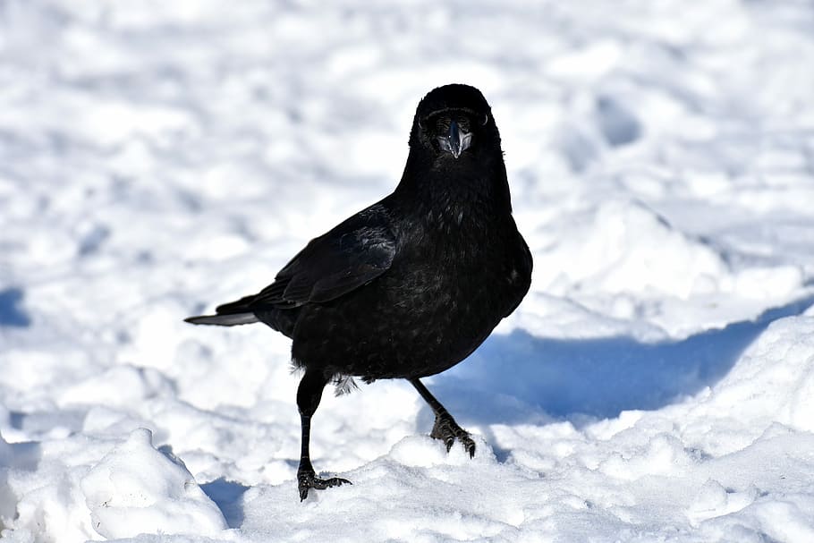 crow, animal, common raven, snow, winter, cold, raven bird, HD wallpaper