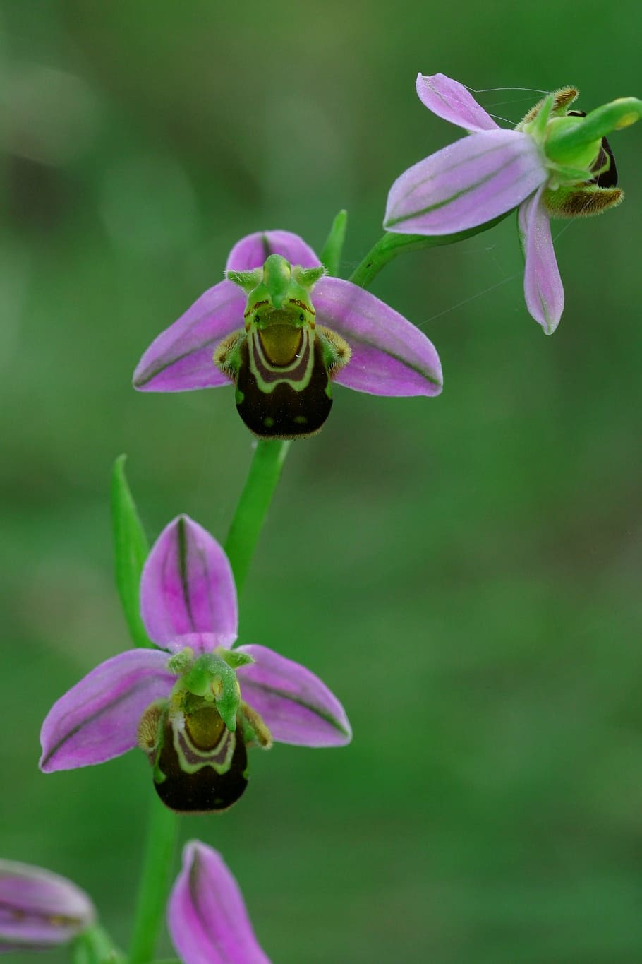 Ophrys, Bee, Flower, fragility, one animal, insect, petal, purple HD wallpaper