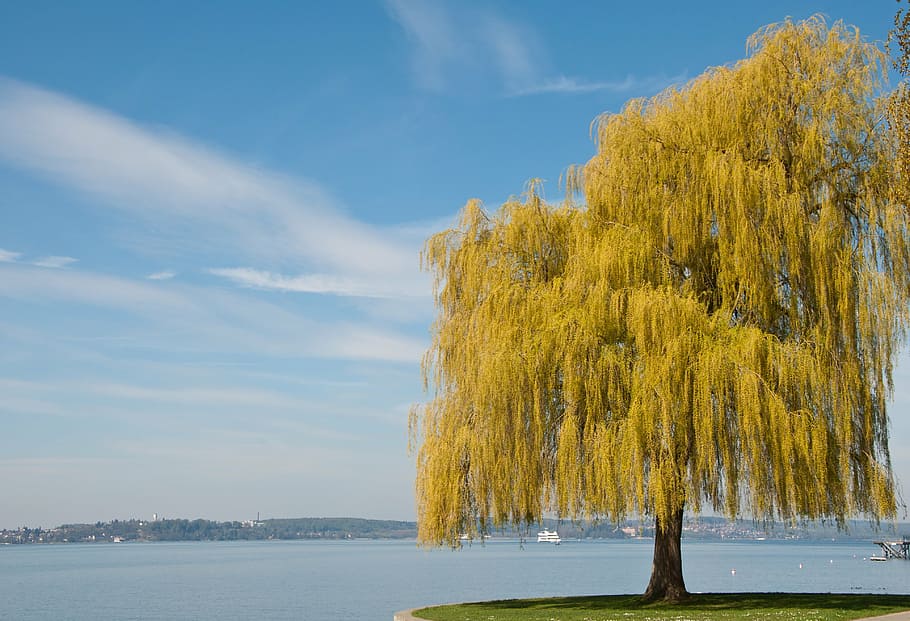 lake constance, spring, tree, plant, yellow, blossom, landscape HD wallpaper