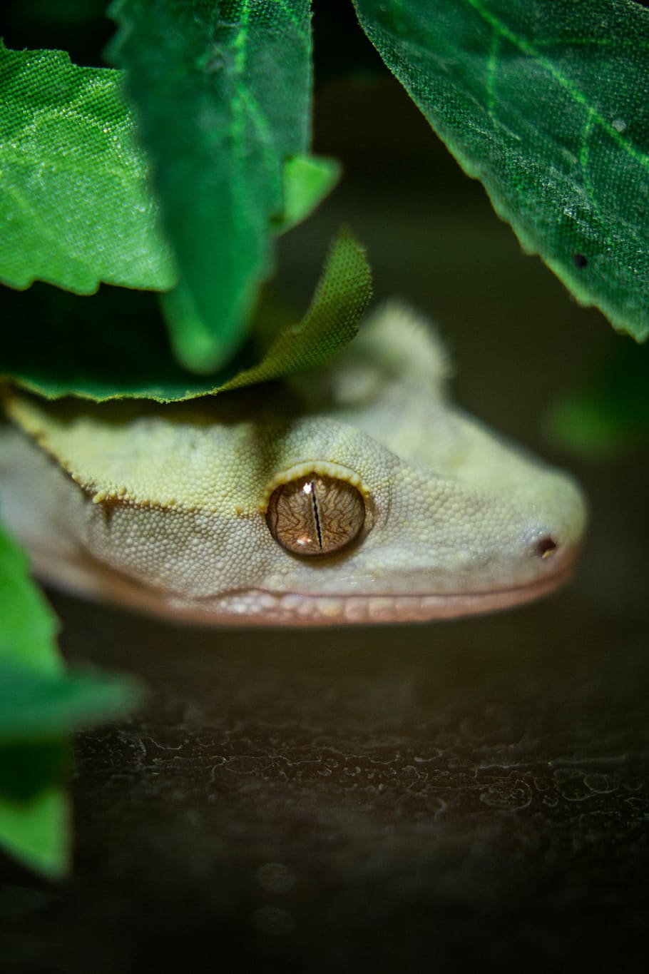 Lizard, Dragon, Leaf, one animal, close-up, animal themes, animals in the wild HD wallpaper