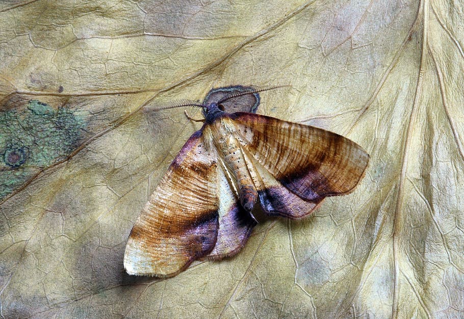 moth, macro, insect, close, wing, animal themes, close-up, animals in the wild HD wallpaper