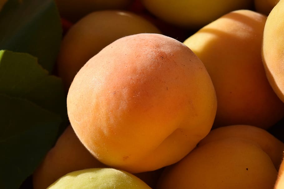 apricots, ripe, fruit, light, shadow, warm, sun, sweet, frisch HD wallpaper