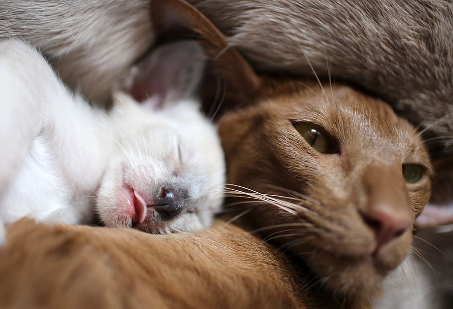 close-up photo of brown cat and white kitten, Suckle, Siamese Cat