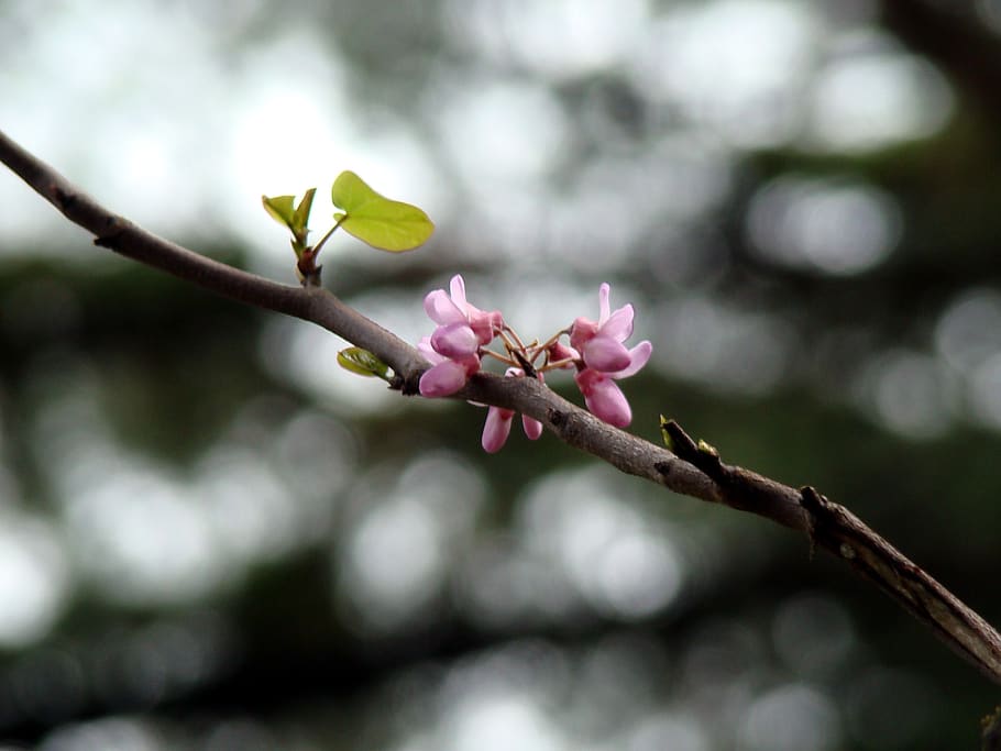 tree, branch, flower, cherry, nature, plant, flowering plant HD wallpaper