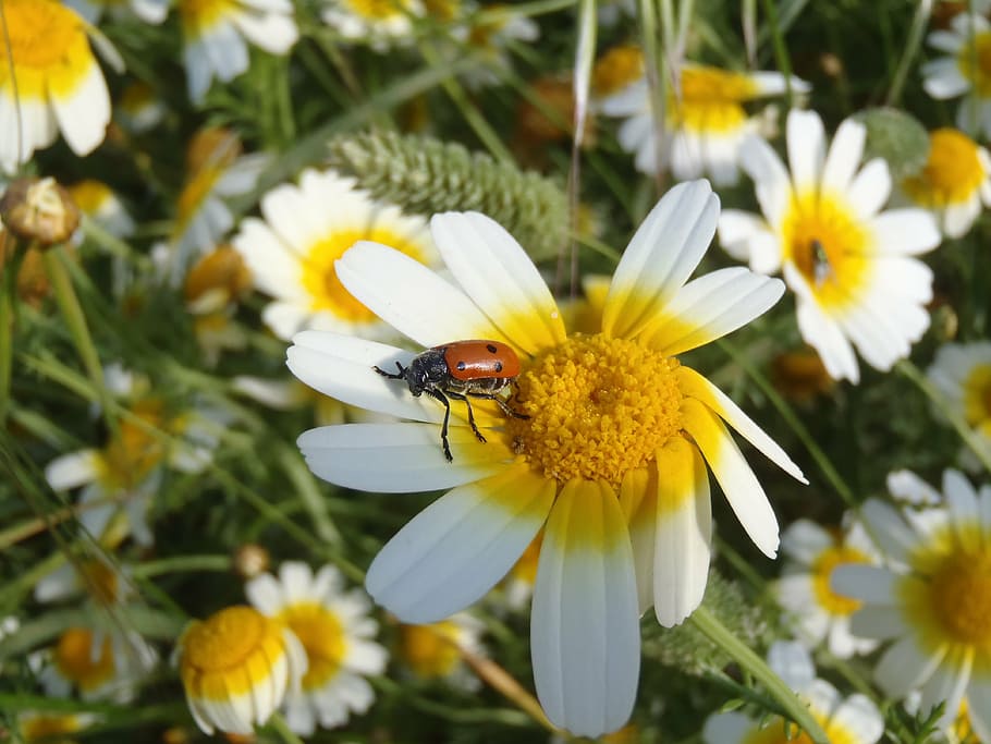 daisy, ladybug, flowers, insect, nature, yellow flowers, summer HD wallpaper