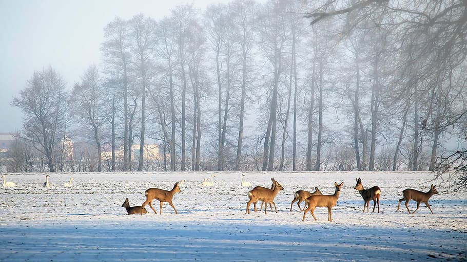 herd of deer on snow ground, landscape, winter, cold, icy, foggy HD wallpaper
