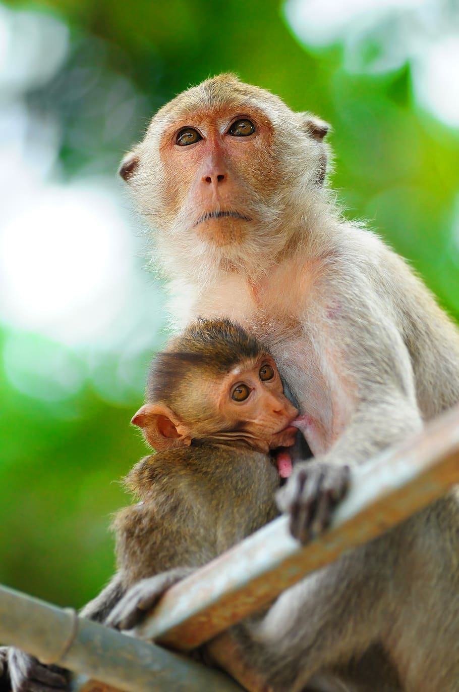 monkey, primate, macaque, wildlife, ape, animal, nature, cute, HD wallpaper