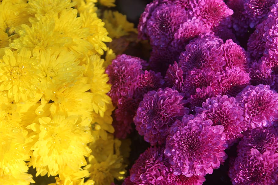 HD wallpaper: mums, purple, yellow, flowers, flowering plant, vulnerability  | Wallpaper Flare