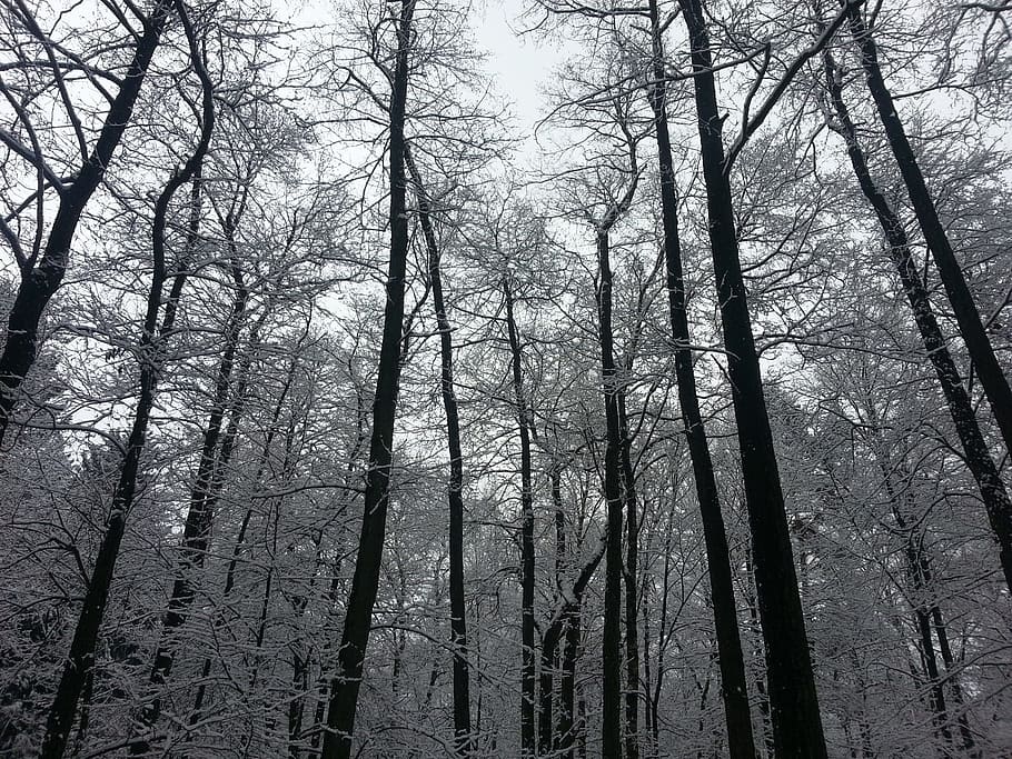winter, trees, forest, ice, frost, crown, ice crystal, cold HD wallpaper