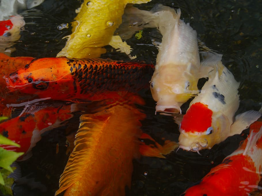 aquarium fish, colored carp, koi, breeding, vermilion, gold HD wallpaper