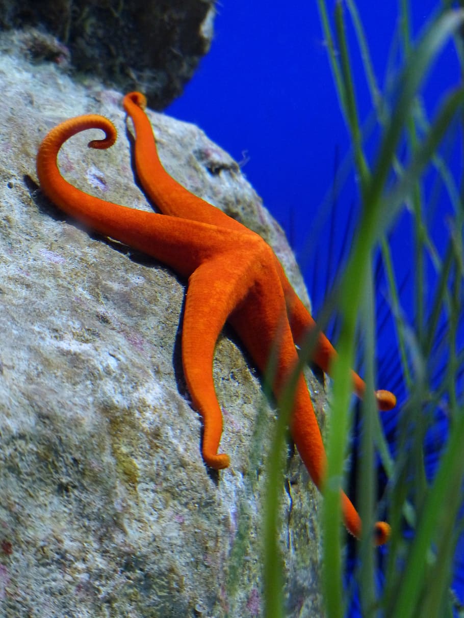 red starfish, aquarium, leiaster speciosus, splendor starfish