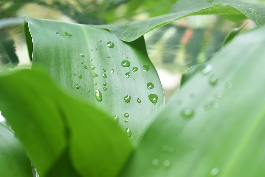 The plant wet. Капля воды в природе фото. Vita Dew вода. Фото свежесть дня. Wet Plants.