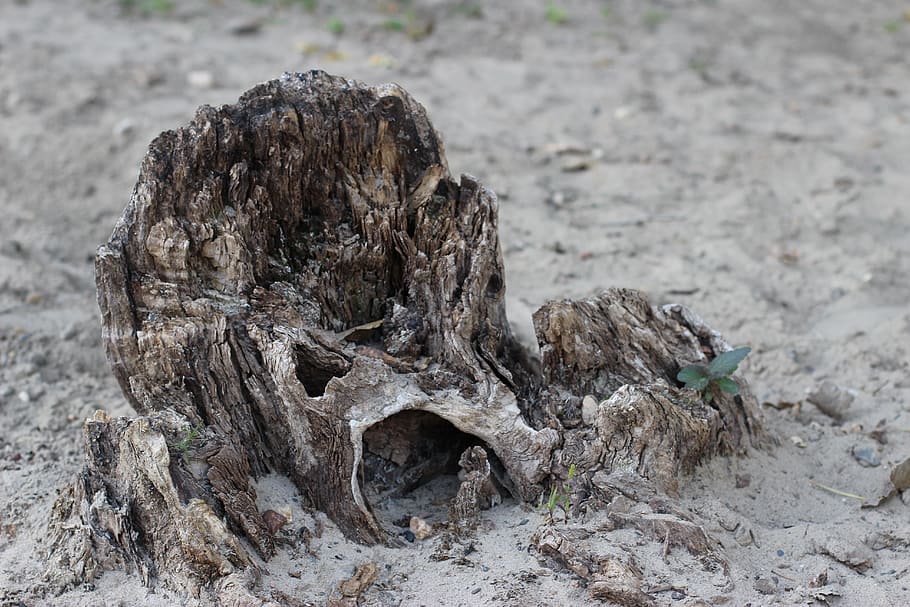 Stump, Tree, Old, Rotten, Wood, Nature, natural, trunk, cut HD wallpaper