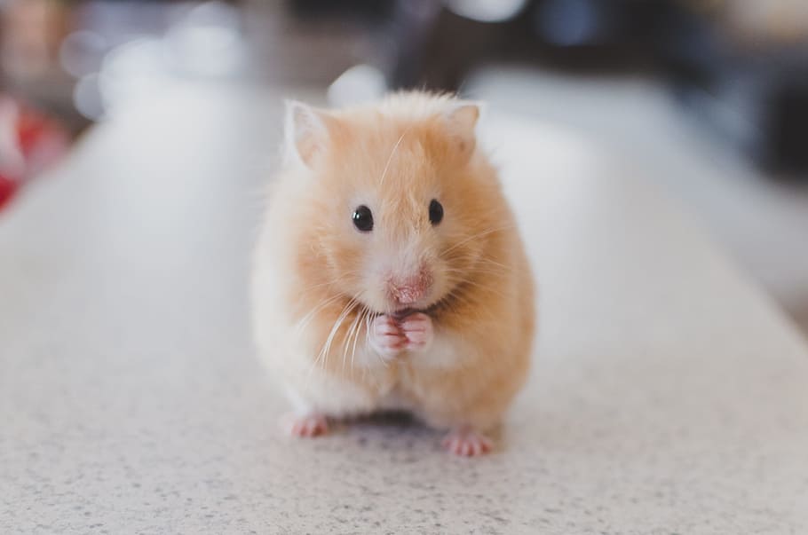 selective focus photography of brown hamster, selective focus photo of brown hamster, HD wallpaper