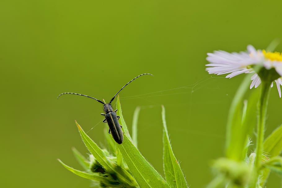 capricorn, hooked, grass, microcosm, insect, plant, animal themes HD wallpaper