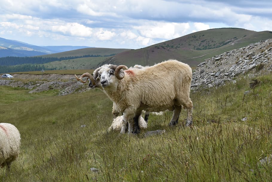 ram, horns, pasture, sheep, animal, nature, farm, domestic HD wallpaper