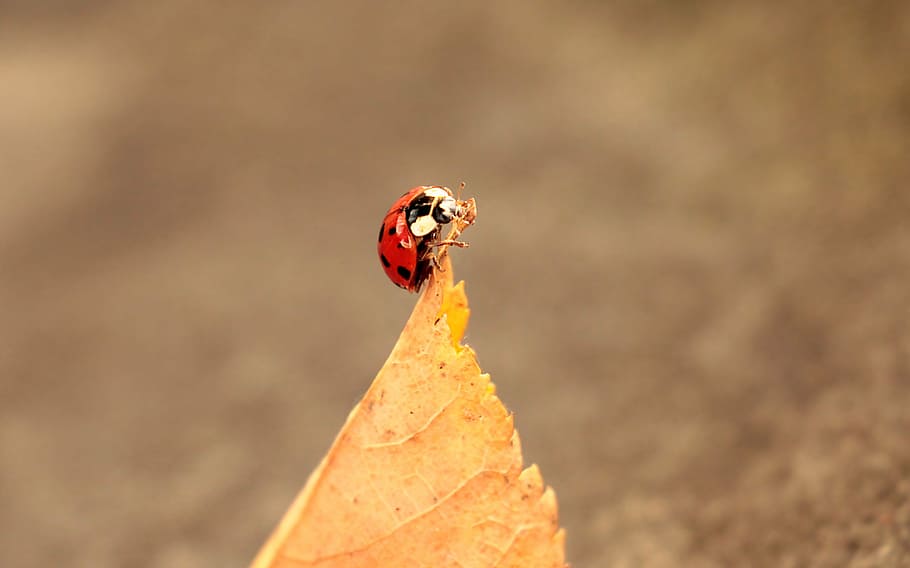 selective focus photography of ladybug perched on dried brown leaf HD wallpaper