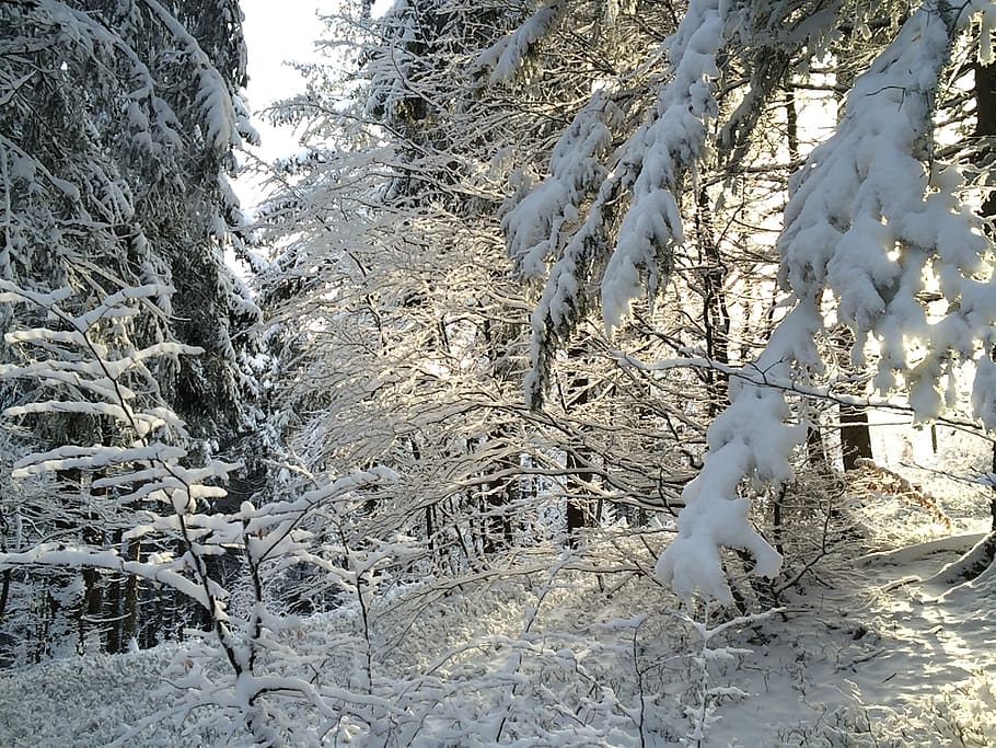 snow, winter, black forest, light, branch, wintry, trees, cold HD wallpaper