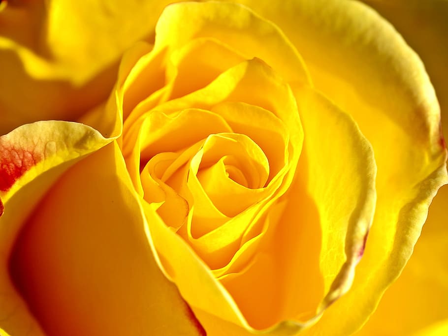 close-up photo of yellow rose, plant, nature, live, flower HD wallpaper