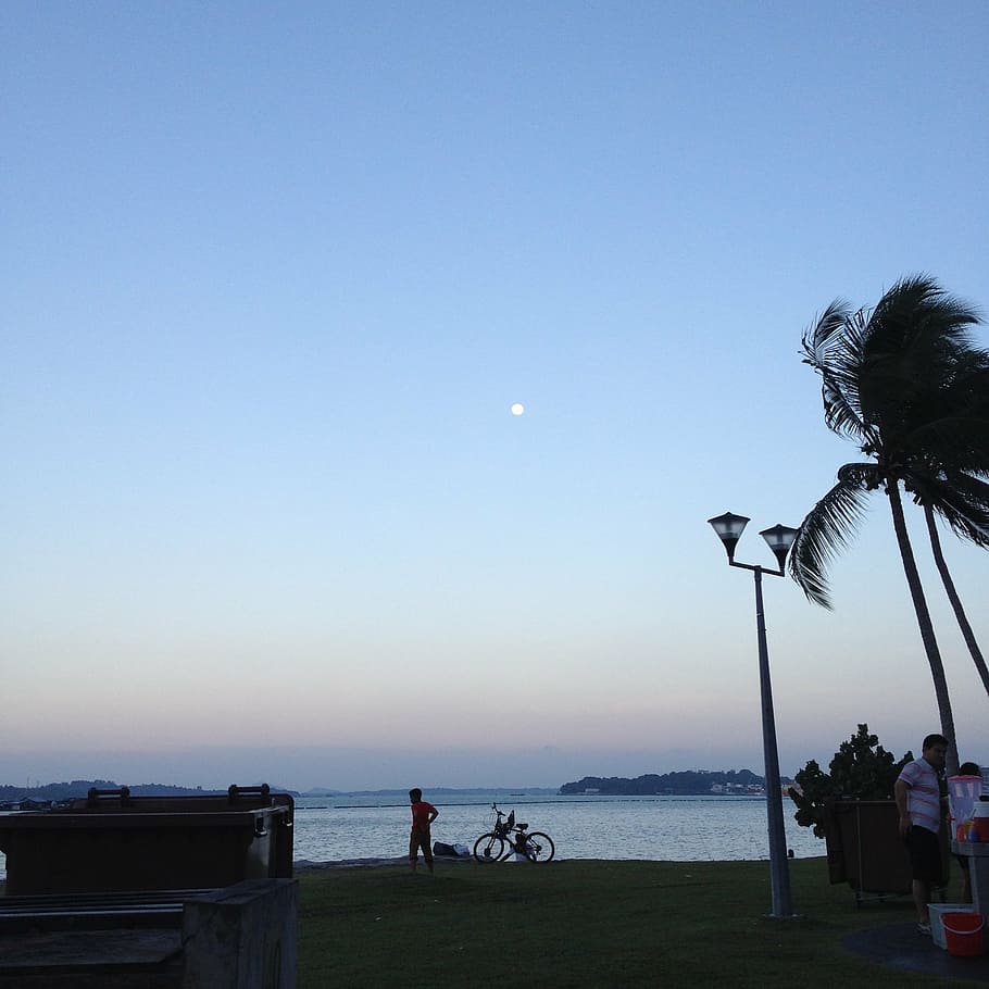 evening, sky, coconut, beach, wind, lamppost, bicycle, sea HD wallpaper