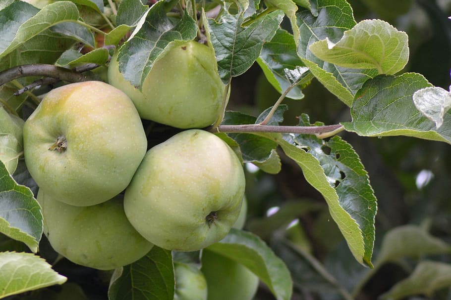 Apple Tree, Fruit, kernobstgewaechs, green apple, leaves, food and drink HD wallpaper