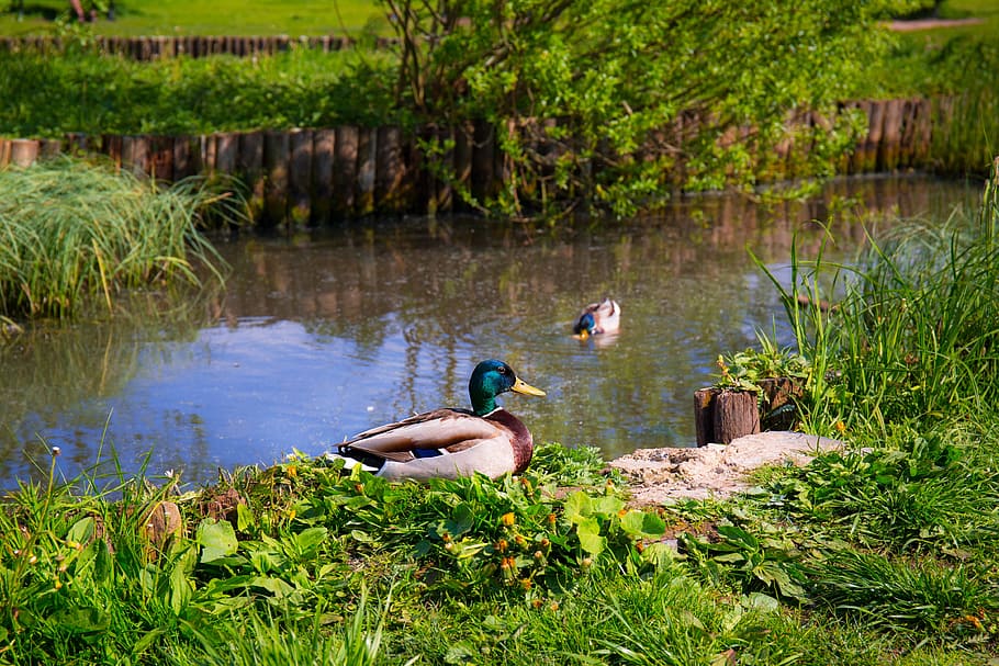 ducks, animals, birds, grass, green, pond, sit, sitting, swim HD wallpaper