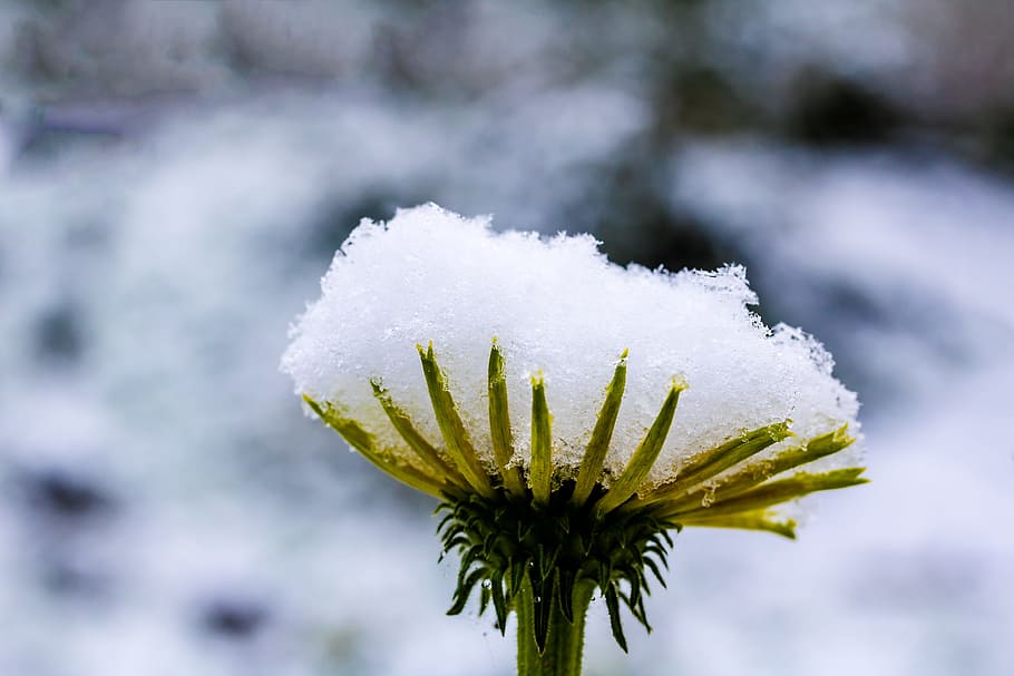 shallow focus photography of white flower, sun hat, echinacea HD wallpaper