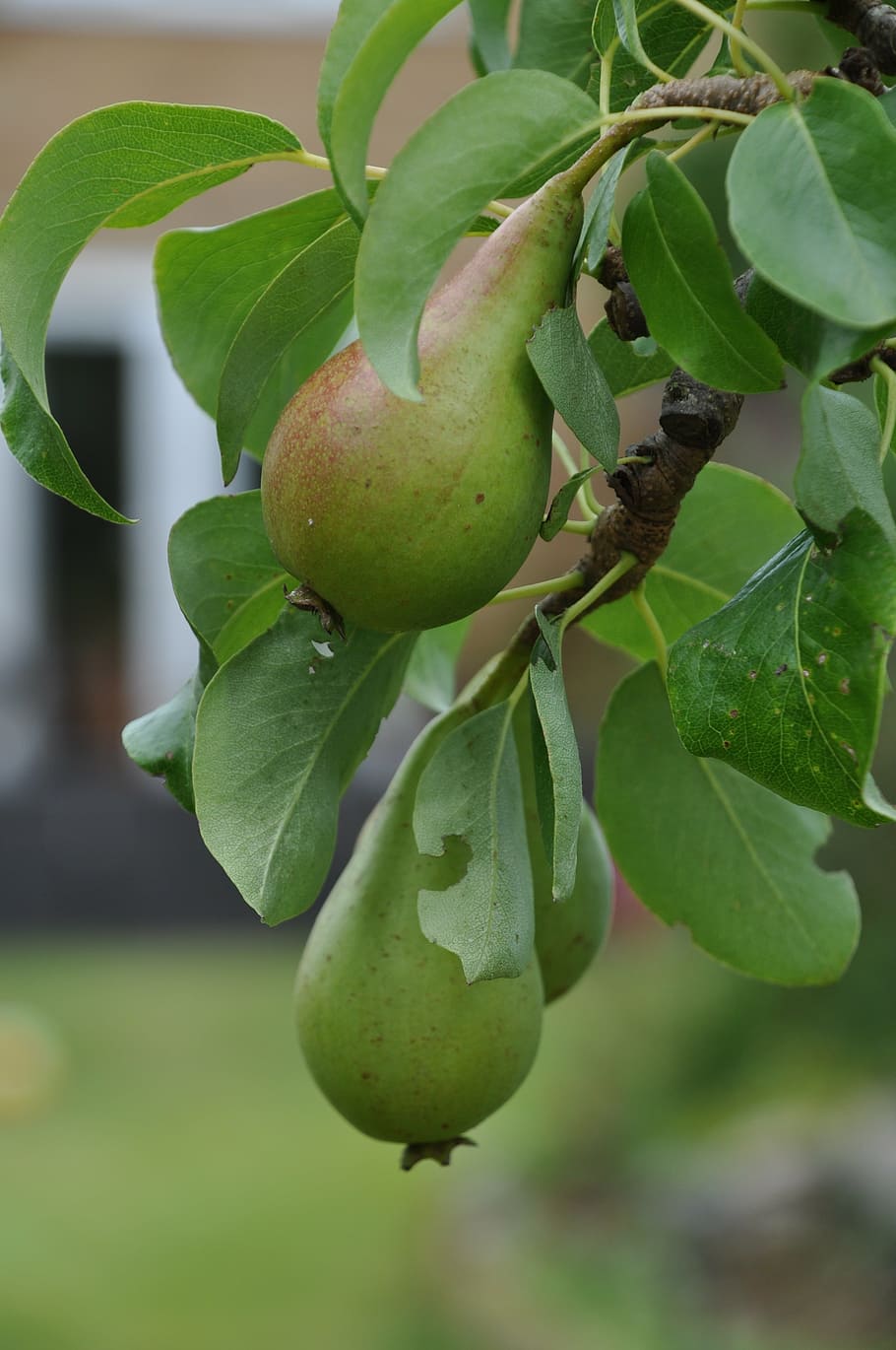 fruit, pear, green, leaf, plant part, growth, food and drink HD wallpaper